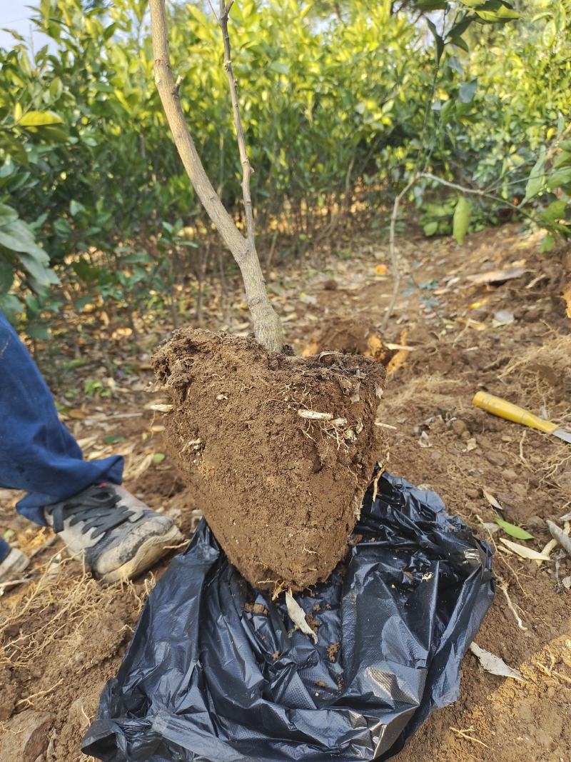 自家果园嫁接移植枸橘砧木纽荷尔脐橙3年树苗，品种纯正