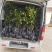 自家果园嫁接移植枸橘砧木纽荷尔脐橙3年树苗，品种纯正