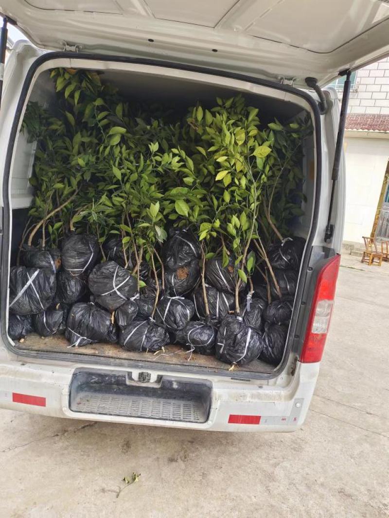 自家果园嫁接移植枸橘砧木纽荷尔脐橙3年树苗，品种纯正