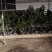 自家果园嫁接移植枸橘砧木纽荷尔脐橙3年树苗，品种纯正