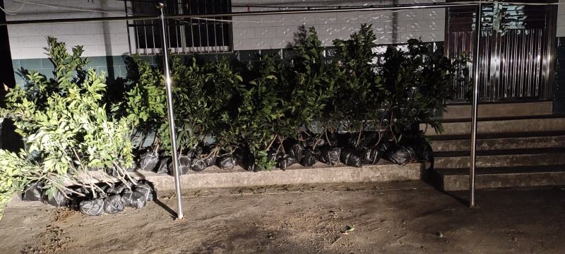 自家果园嫁接移植枸橘砧木纽荷尔脐橙3年树苗，品种纯正