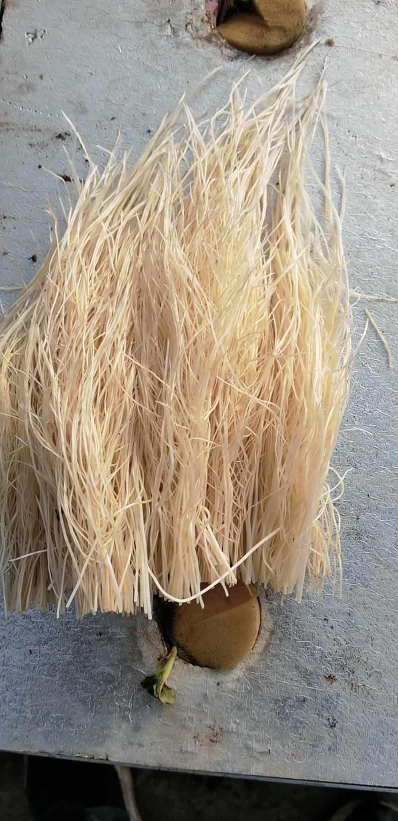 精品蒜苗红根蒜苗无土栽培产地直供一手货源电商供应