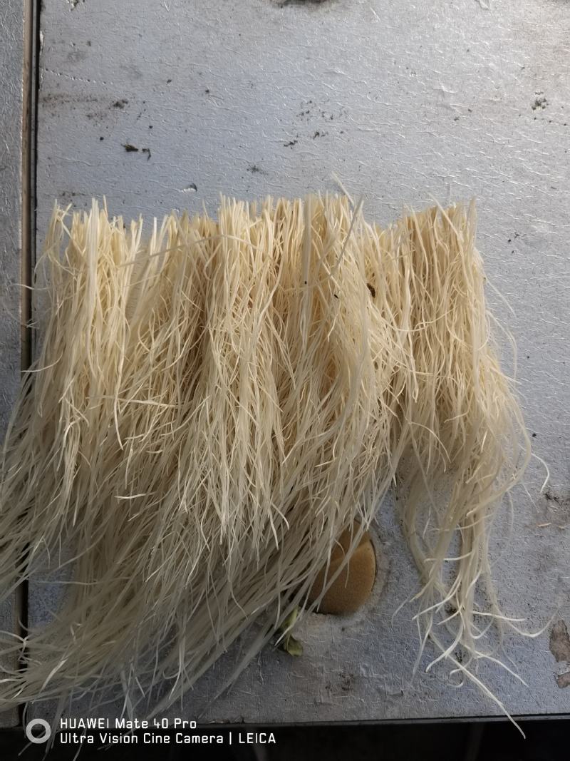 精品蒜苗红根蒜苗无土栽培产地直供一手货源电商供应