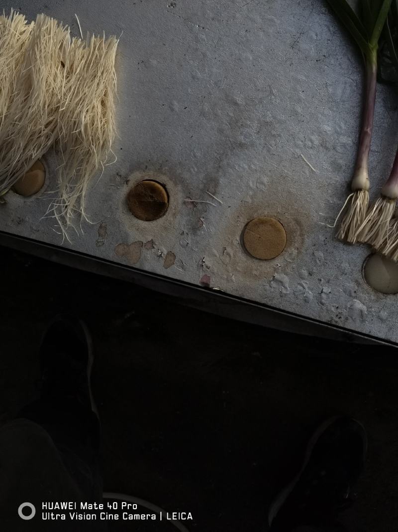 精品蒜苗红根蒜苗无土栽培产地直供一手货源电商供应