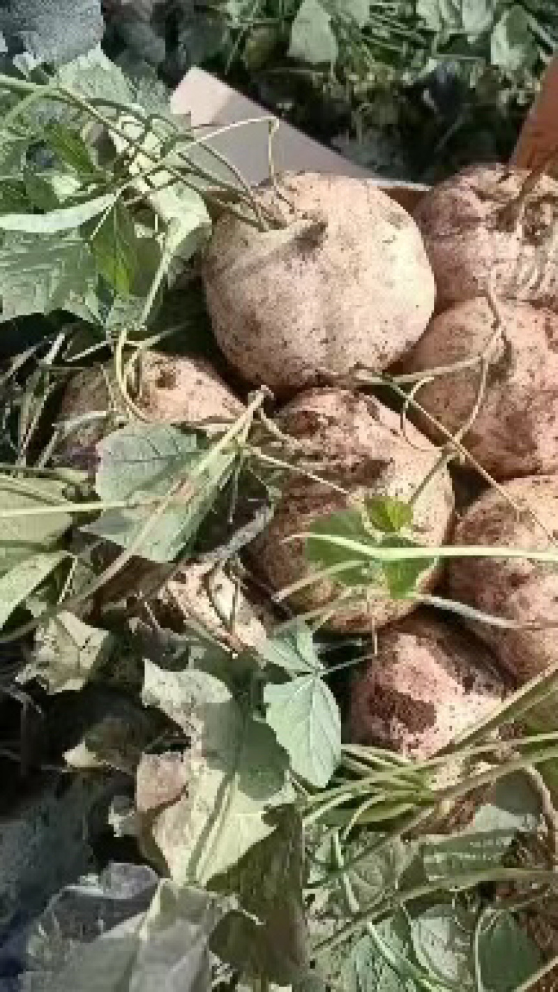 广东徐闻红泥土凉薯