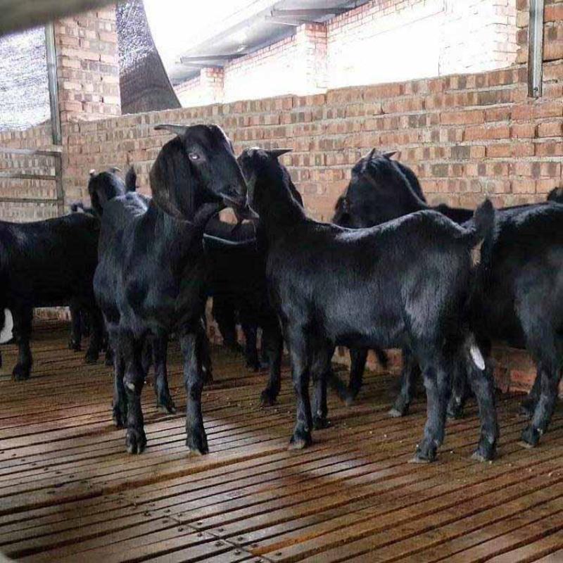 努比亚黑山羊种公羊怀孕母羊小羊羊苗全国发货