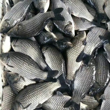 鲫鱼