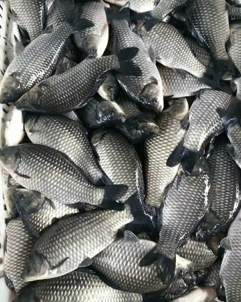 鲫鱼