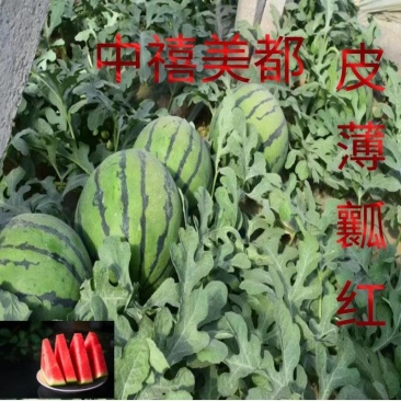 早熟西瓜种子中禧美都皮薄瓤红肉质酥脆多汁皮薄且韧耐运输抗