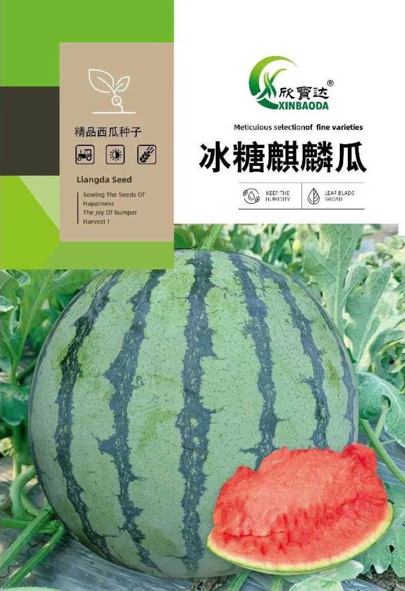 早熟西瓜种子中禧美都皮薄瓤红肉质酥脆多汁皮薄且韧耐运输抗
