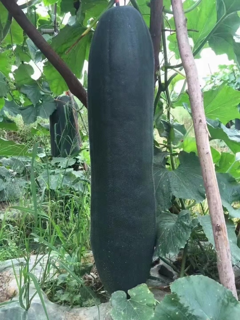 黑皮铁心大冬瓜苗