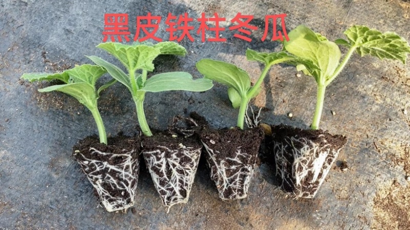 黑皮铁心大冬瓜苗