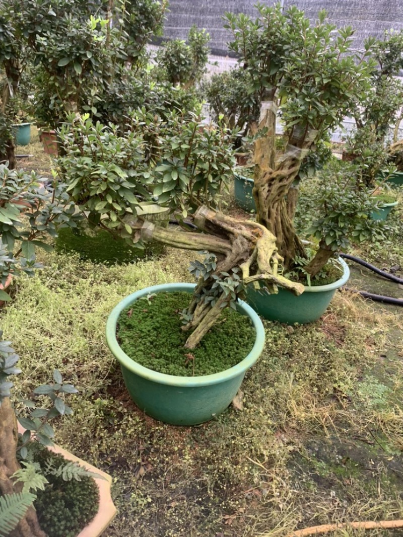 树桩嫁接杜鹃丹东红