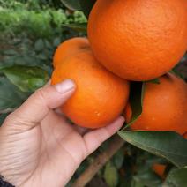塔拉科血橙几十万斤，果面干净口感好