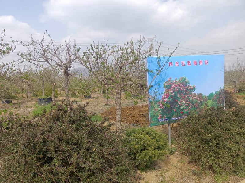 [五彩锦带]大量现货，量大从优，支持视频看货。