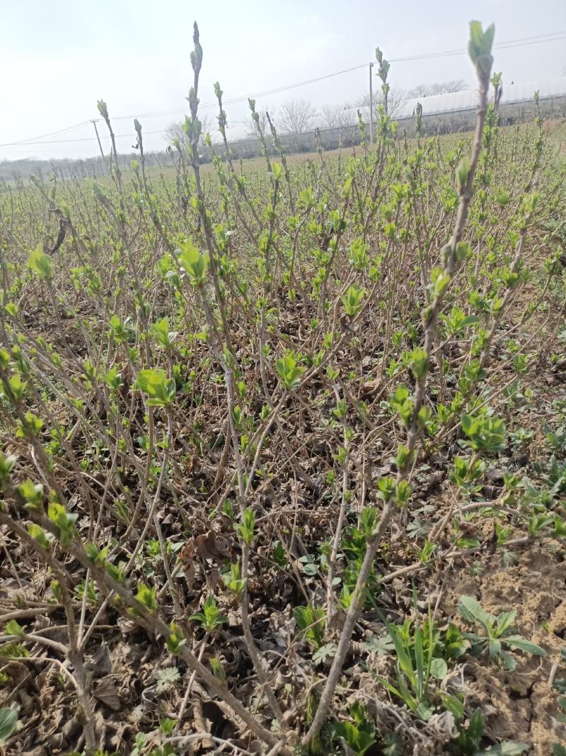 [五彩锦带]大量现货，量大从优，支持视频看货。