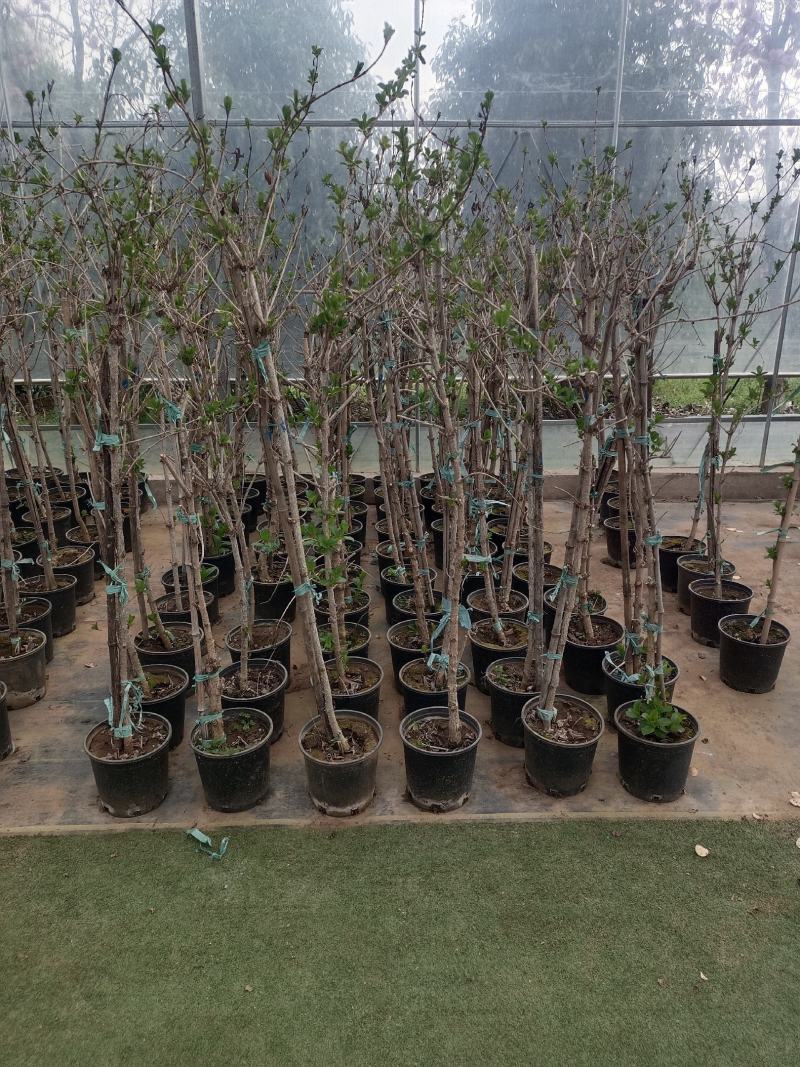 [五彩锦带]大量现货，量大从优，支持视频看货。