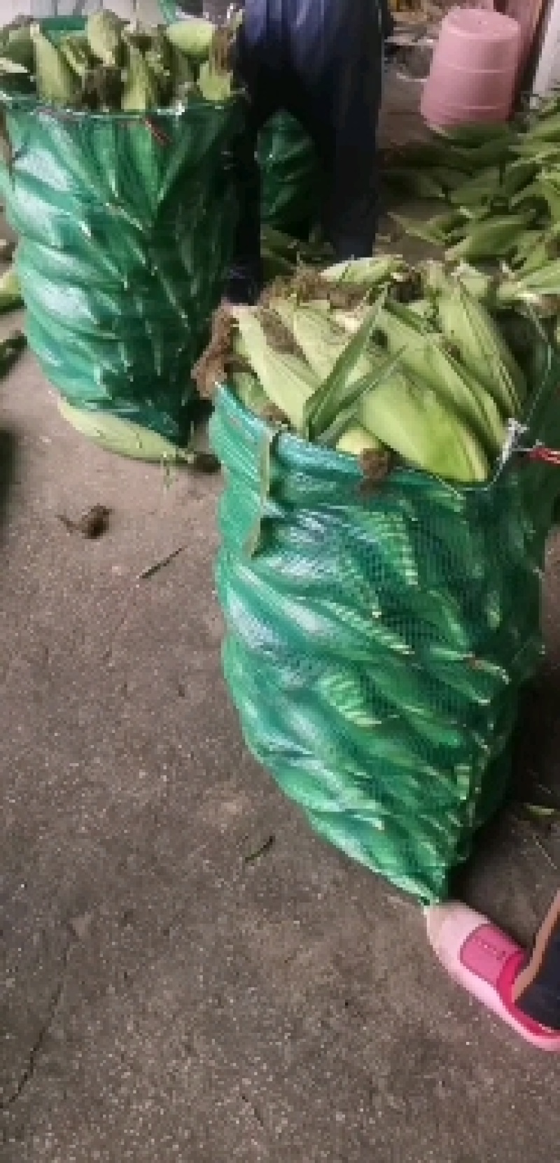广西南宁横县甜玉米大量现货供应电商平台，档口老板，货源多