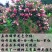 [五彩锦带]大量现货，量大从优，支持视频看货。