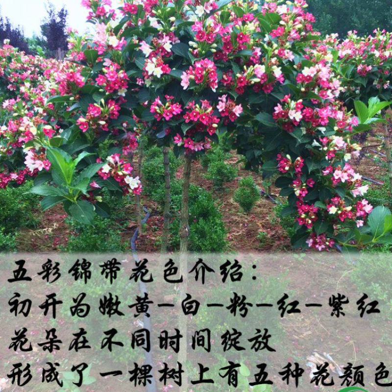 [五彩锦带]大量现货，量大从优，支持视频看货。