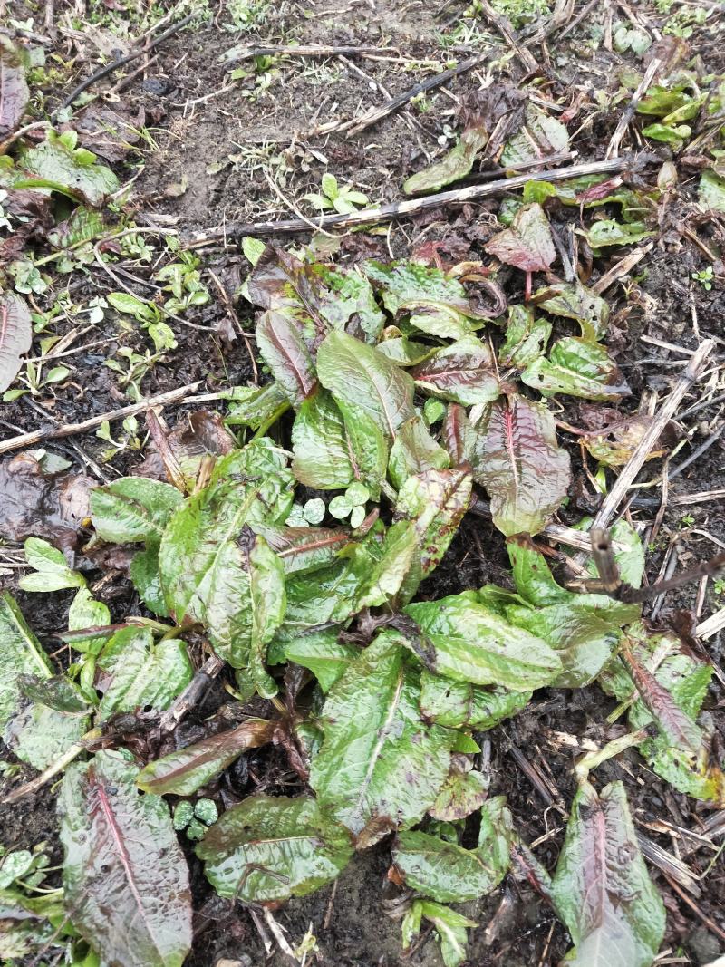 土大黄切片干货