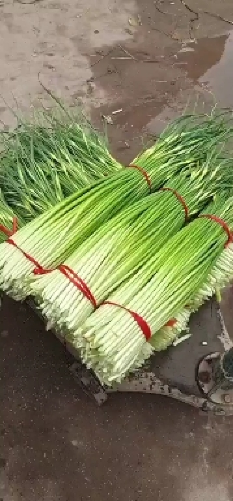 大量供应，安徽亳州白帽蒜苔基地，无泡水，都是干苔，