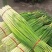 大量供应，安徽亳州白帽蒜苔基地，无泡水，都是干苔，