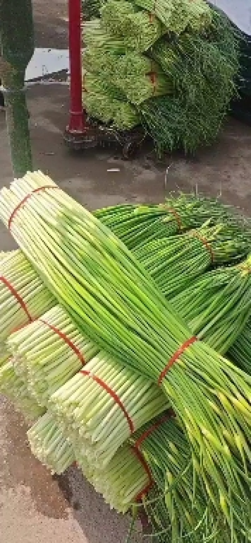 大量供应，安徽亳州白帽蒜苔基地，无泡水，都是干苔，