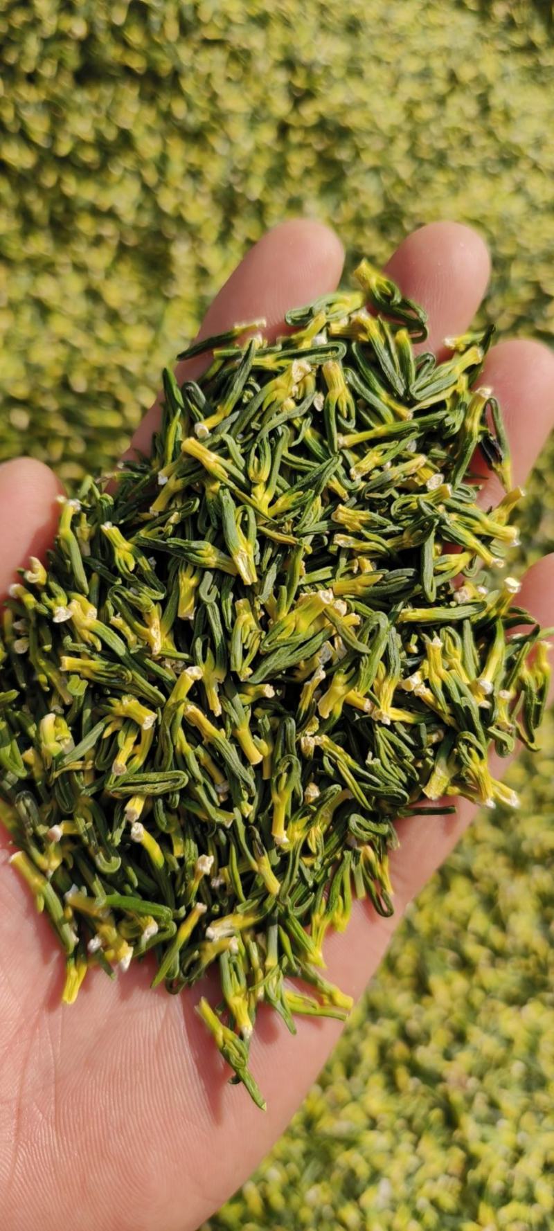 莲子心包邮莲子芯规格齐全颗颗青绿泡水量大从优