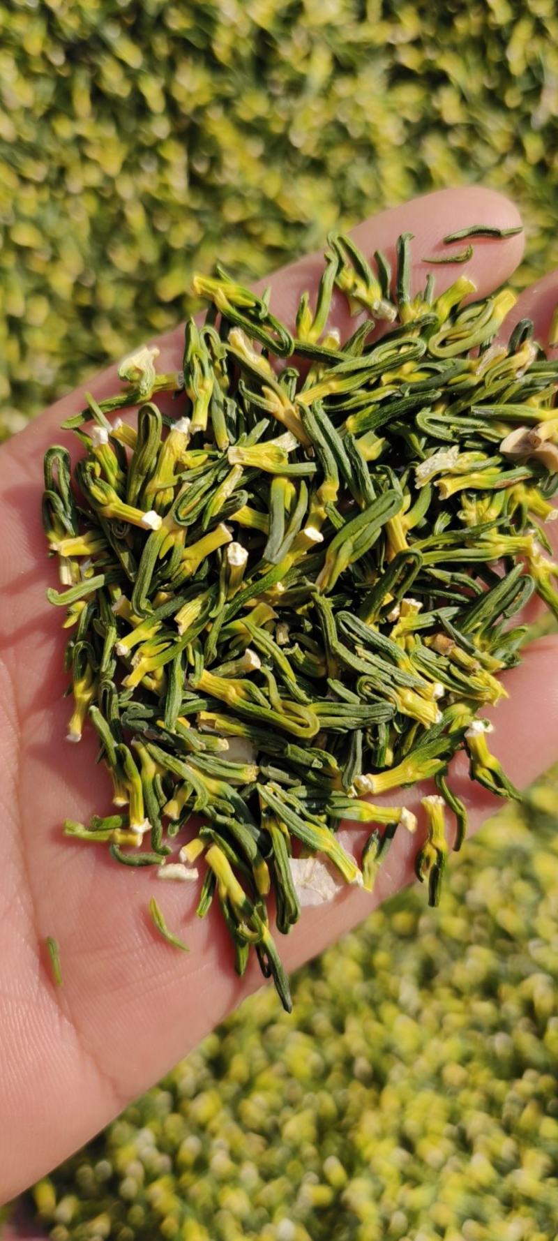 莲子心包邮莲子芯规格齐全颗颗青绿泡水量大从优