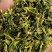 莲子心包邮莲子芯规格齐全颗颗青绿泡水量大从优