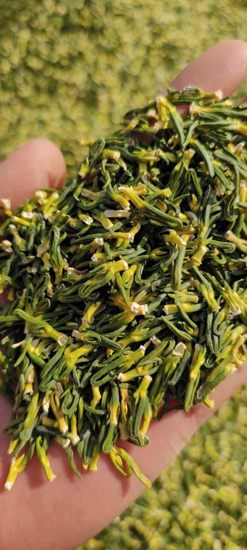 莲子心包邮莲子芯规格齐全颗颗青绿泡水量大从优