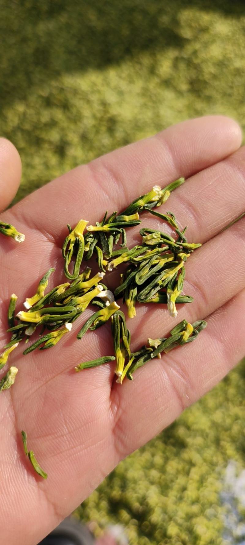 莲子心包邮莲子芯规格齐全颗颗青绿泡水量大从优