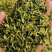 莲子心包邮莲子芯规格齐全颗颗青绿泡水量大从优