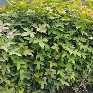 枫香小苗，枫香小苗地径0.6一2公分有货大量供应！