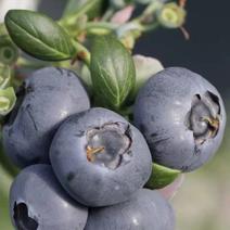 2023年辽宁丹东东港暖棚蓝莓批量上市，对接批发商，商超