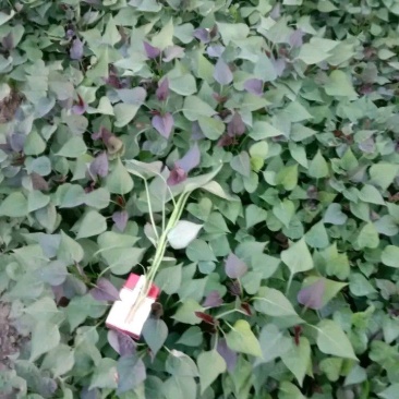 大量供应各品种脱毒红薯苗