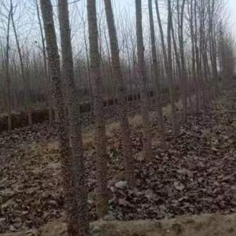 速生杨，大量供应中