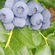 2023年辽宁丹东东港暖棚蓝莓批量上市对接批发商商超