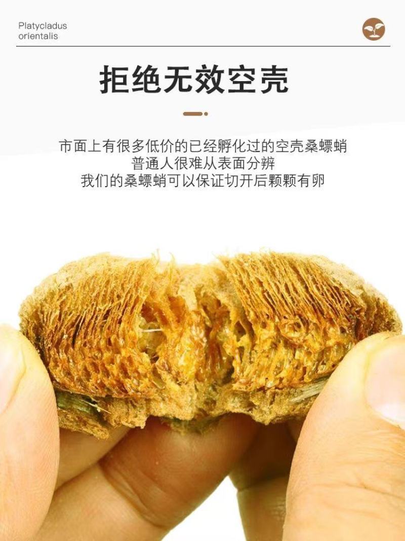 桑螵蛸螳螂卵刀螂子螳螂蛋螵蛸螳螂子刀螂蛋
