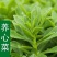 四季高钙菜养心菜种苗，种一年吃十年，棵棵保活，一茎一棵，