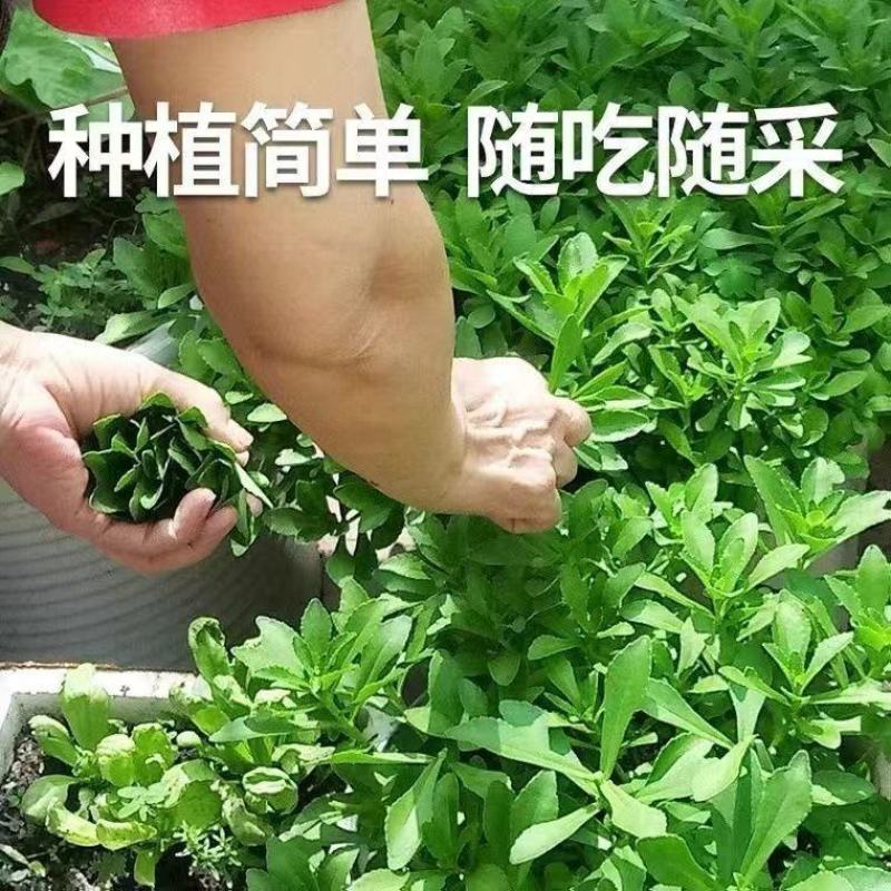 四季高钙菜养心菜种苗，种一年吃十年，棵棵保活，一茎一棵，