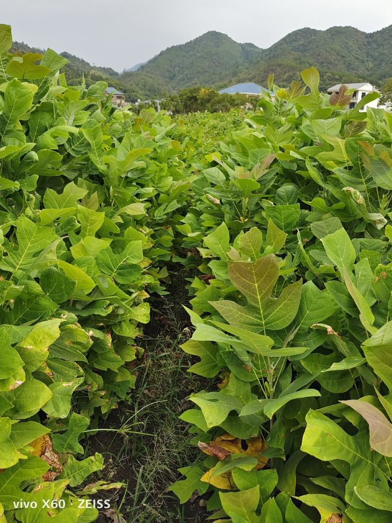 马褂木苗、马褂木小苗地径0.6一3公分大量供应！
