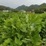 马褂木苗、马褂木小苗地径0.6一3公分大量供应！