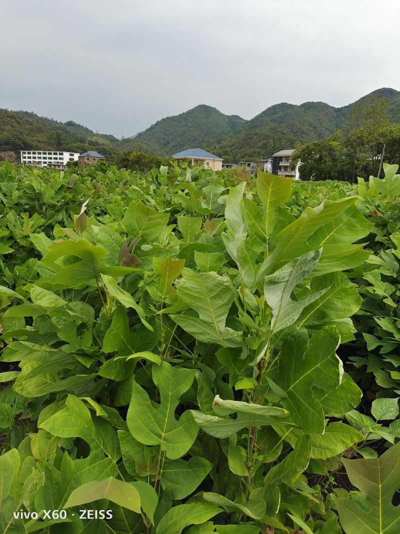 马褂木苗、马褂木小苗地径0.6一3公分大量供应！