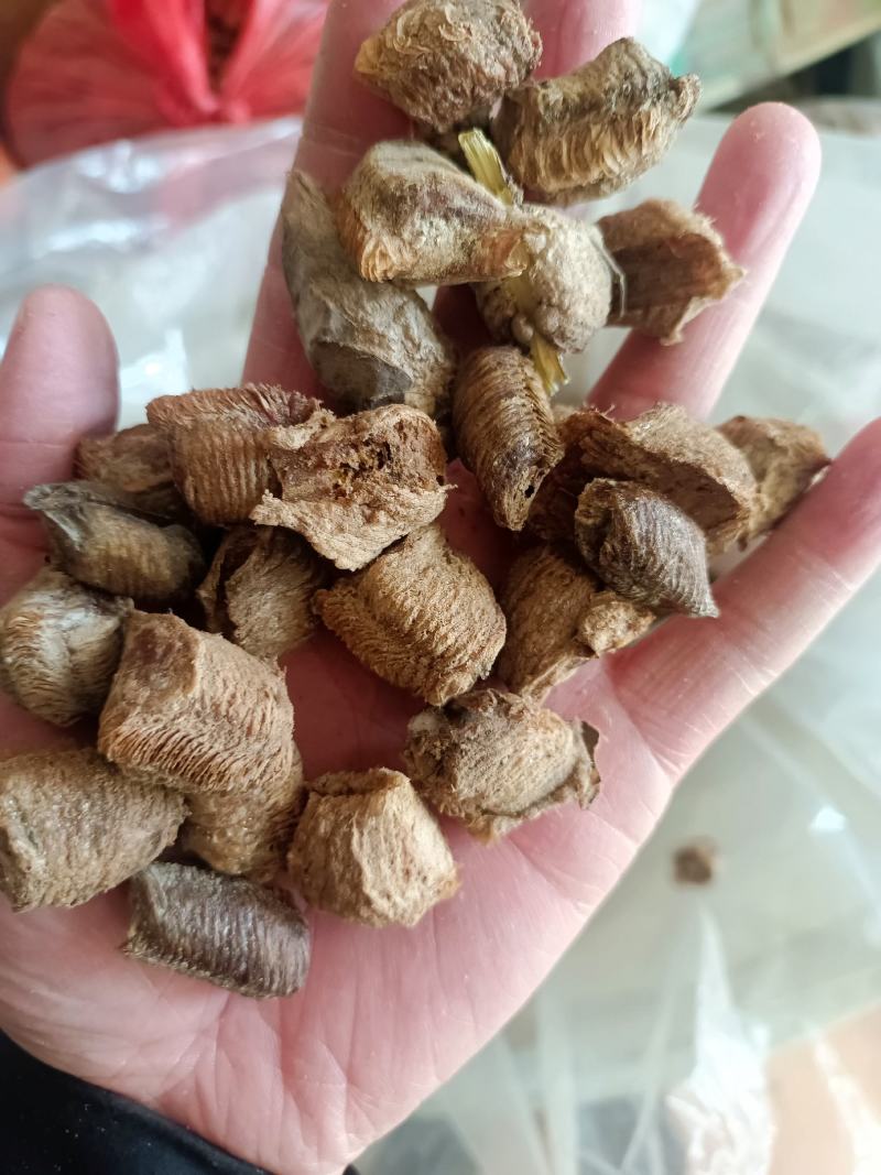 桑螵蛸山东产地直供大货质量保证价格合理
