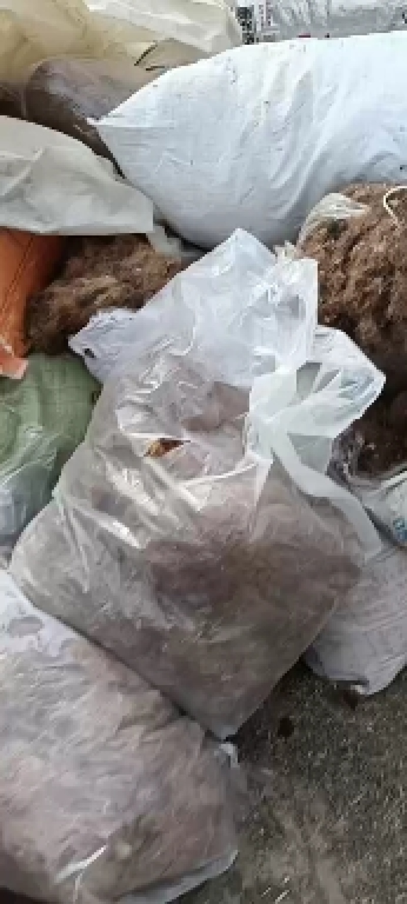 玉米须是山东产地直供大货优质玉米须质量好