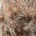 玉米须是山东产地直供大货优质玉米须质量好