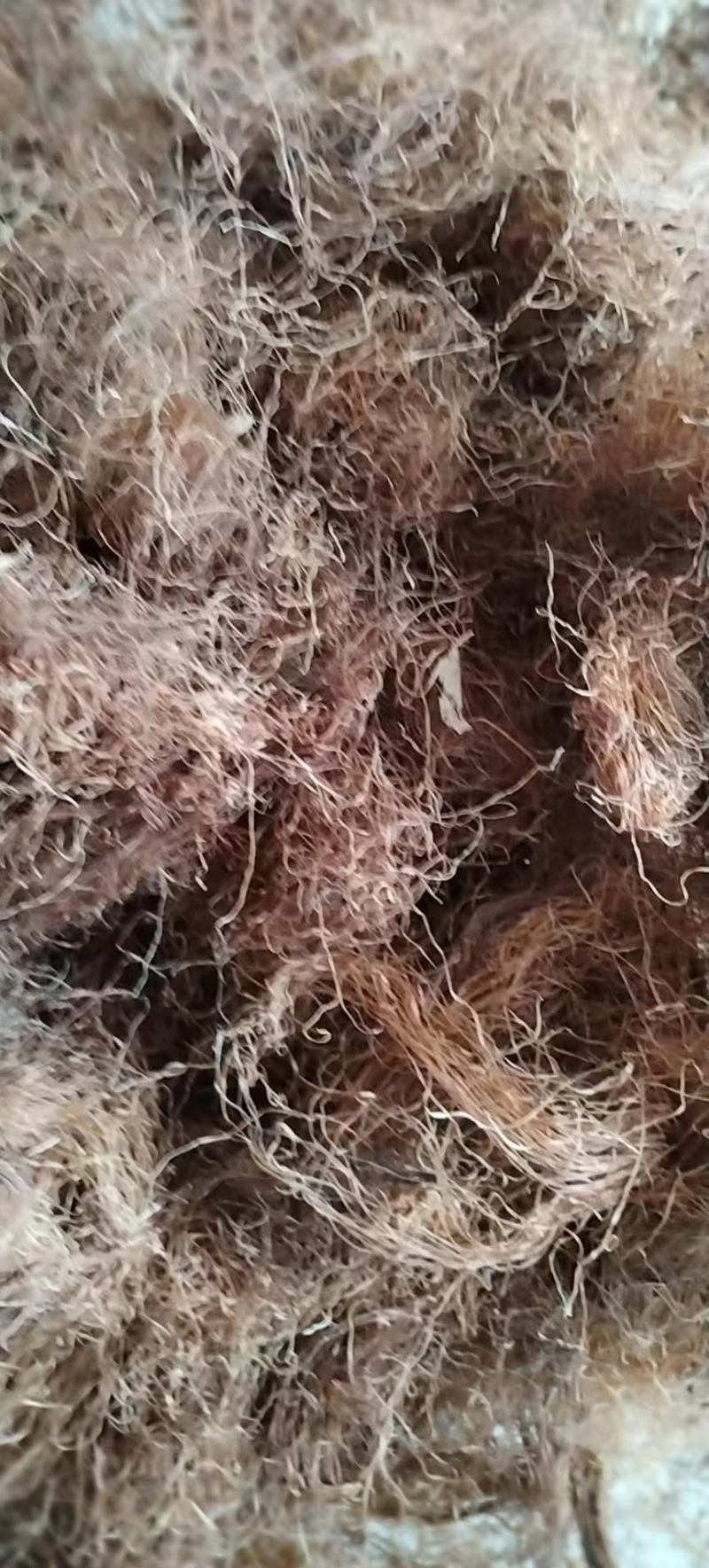 玉米须是山东产地直供大货优质玉米须质量好