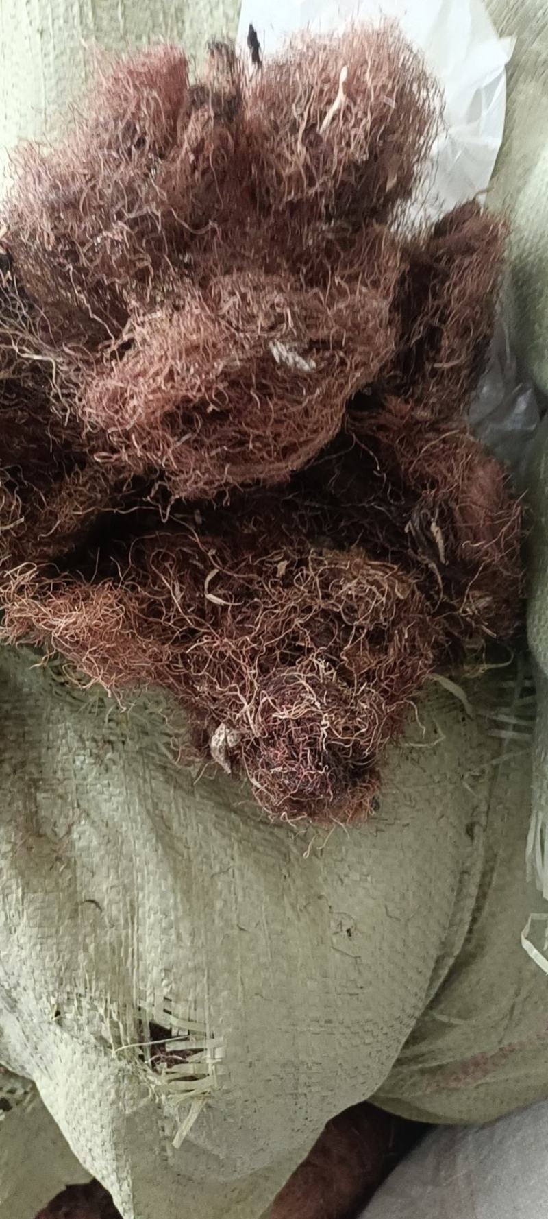 玉米须是山东产地直供大货优质玉米须质量好
